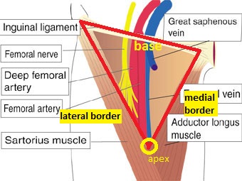 Visual Anatomy 視覚解剖学